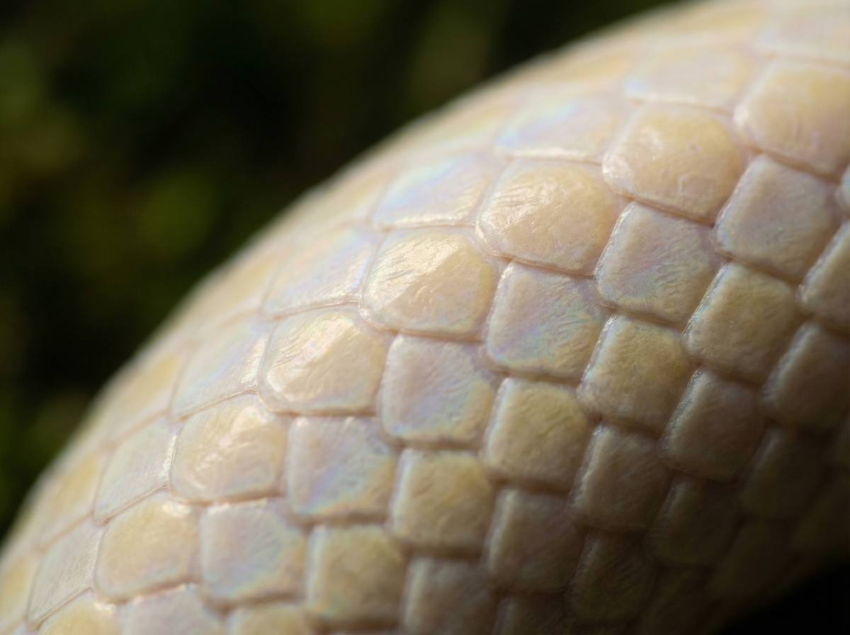玩物社区蟒蛇微距视频 - 蟒蛇鳞片微距摄影技巧分享